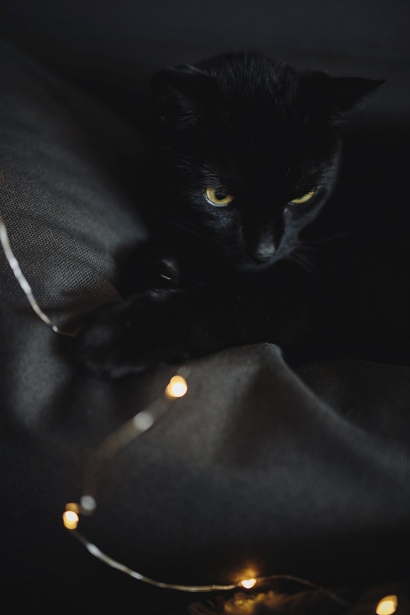 800x1200 Black Cat Image Wallpaper, Phone