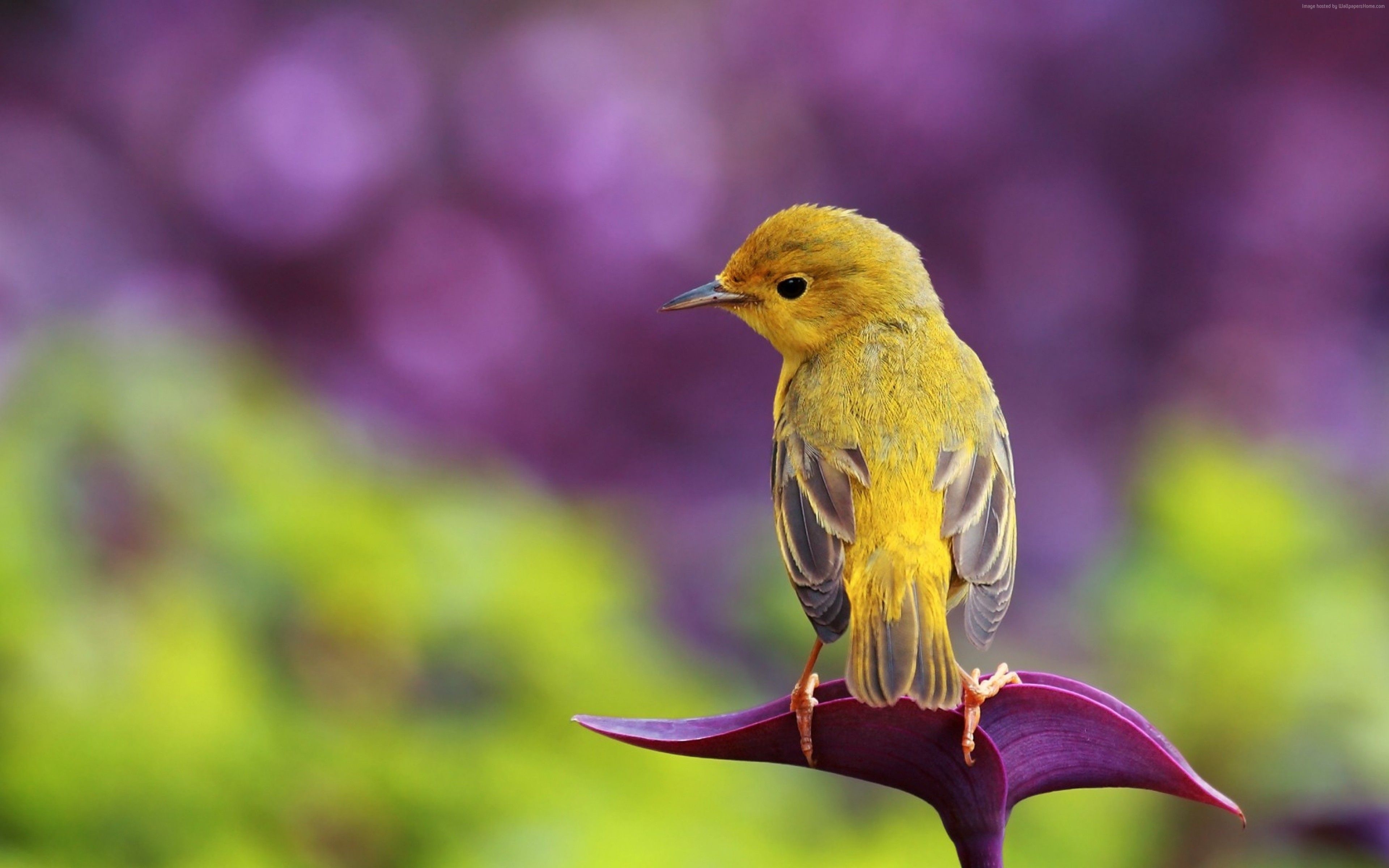 3840x2400 Wallpaper bird, 4k, Animals Wallpaper Download Resolution, Desktop