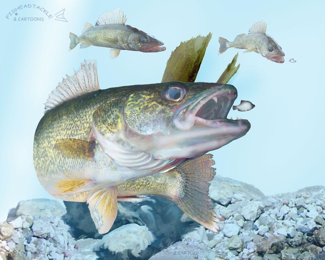 1100x880 Walleye Wallpaper, Desktop