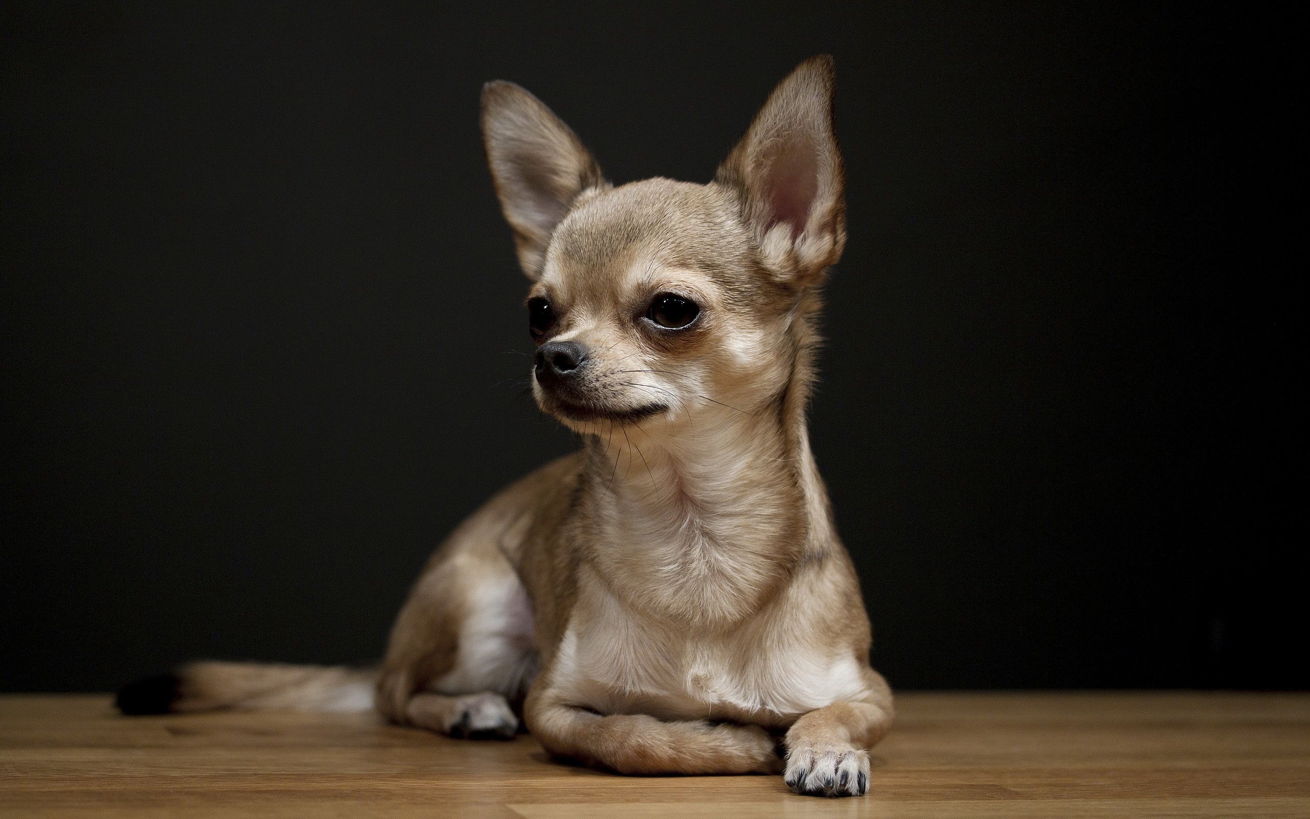 2560x1600 Chihuahua Dogs Wallpaper, Desktop