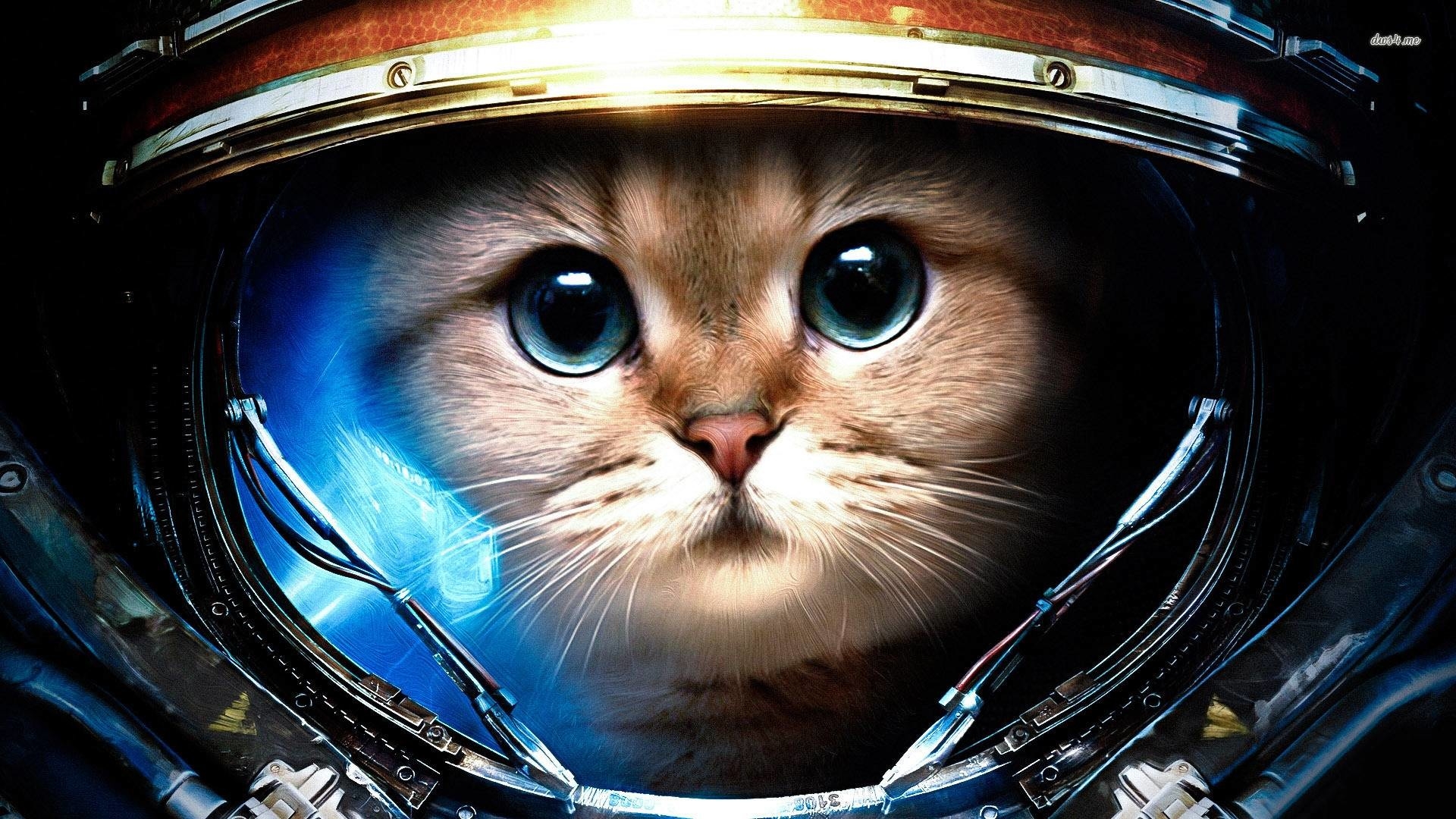 1920x1080 Space Cats Wallpaper, Desktop