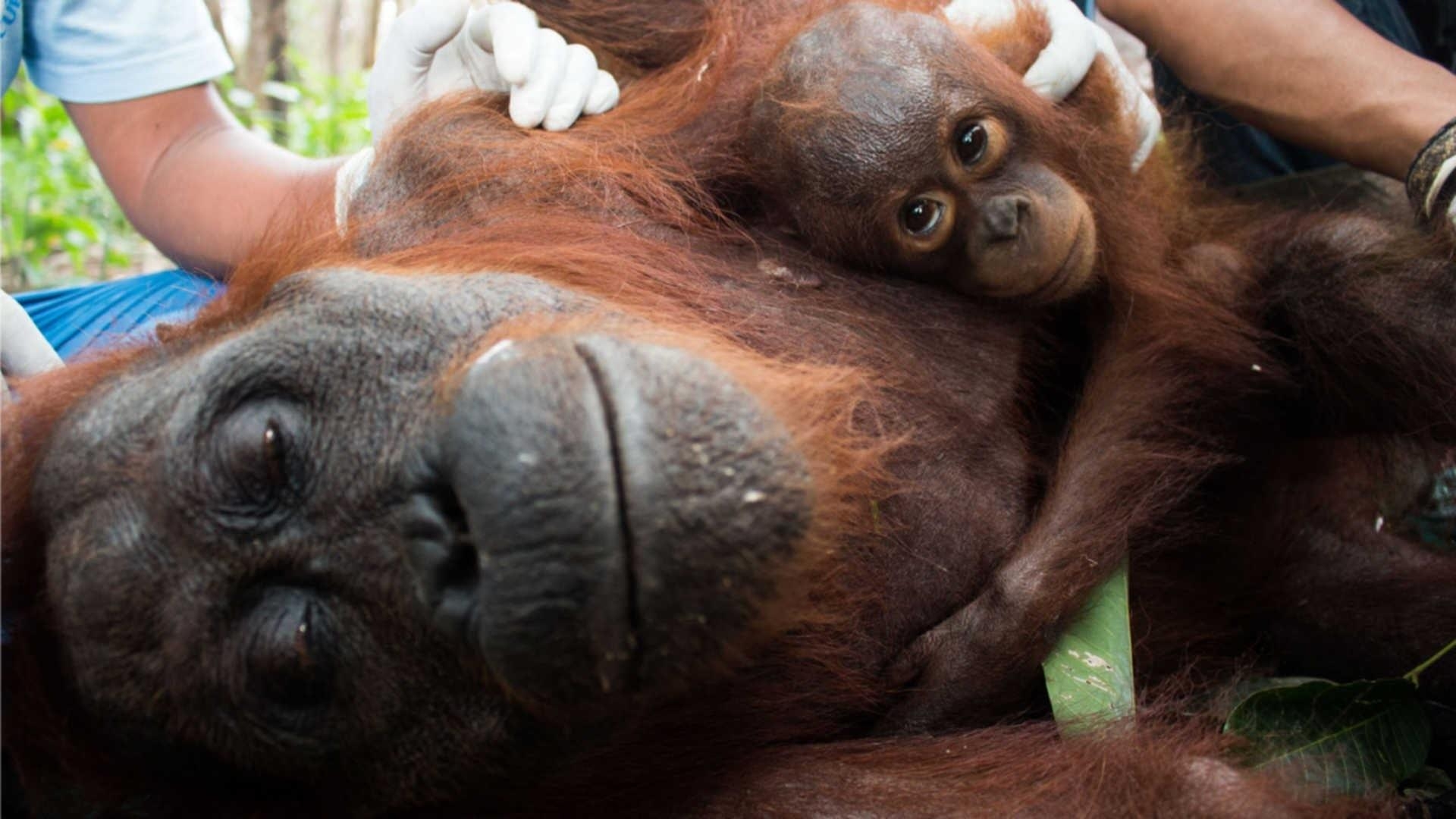 1920x1080 Baby Orangutan Wallpaper, Desktop