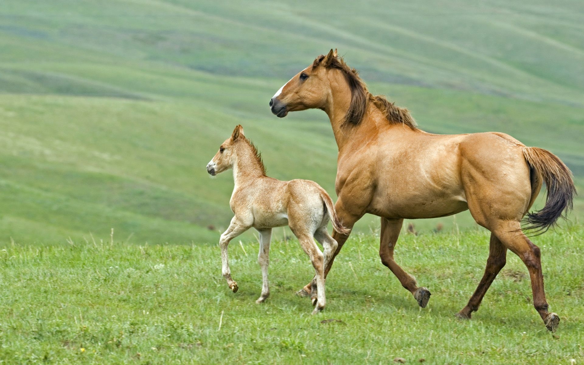 1920x1200 Mare And Foal Running Across Pasture In Alberta Canada And Foal Running Wallpaper & Background Download, Desktop