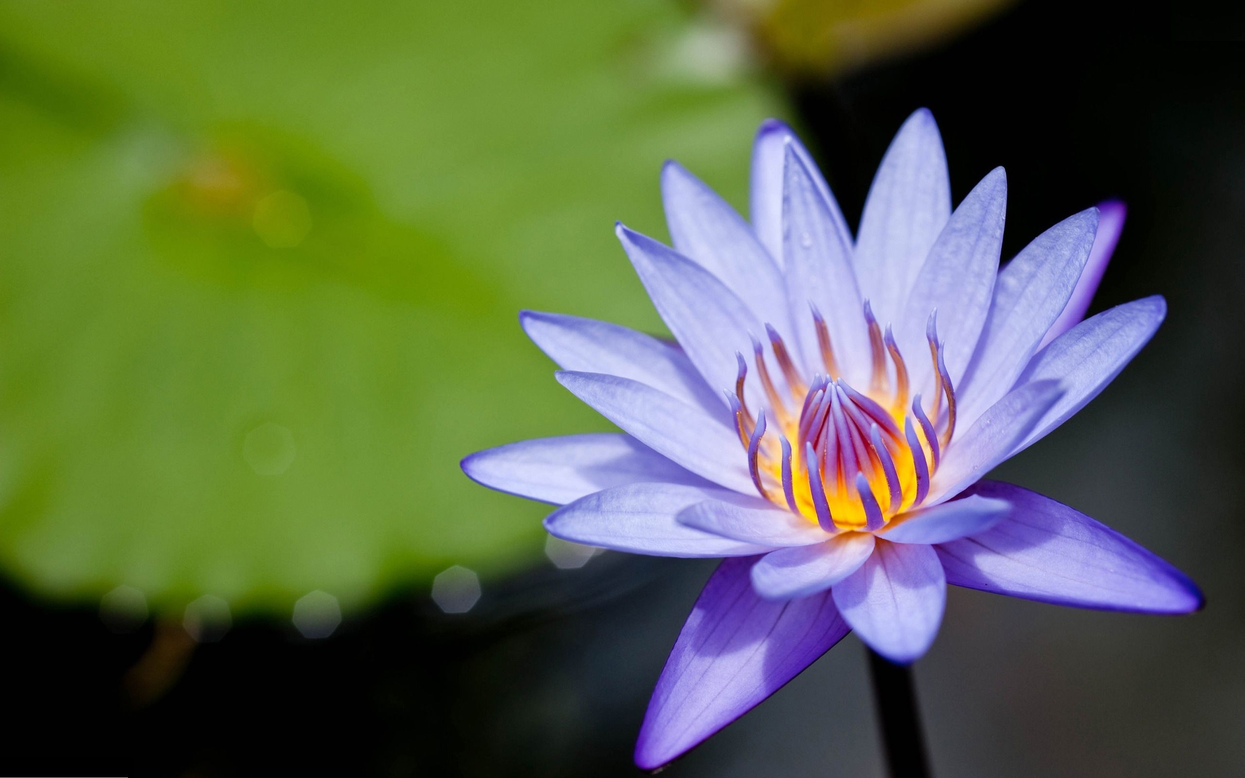 2560x1600 Purple Water Lily wallpaperx1600, Desktop