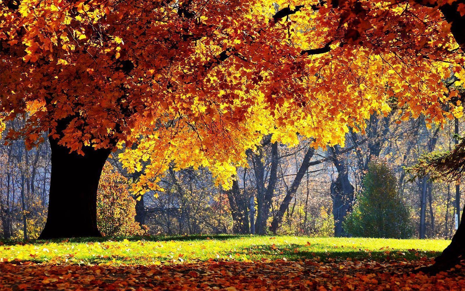 1600x1000 wallpaper: Beautiful Autumn Scenery Wallpaper, Desktop