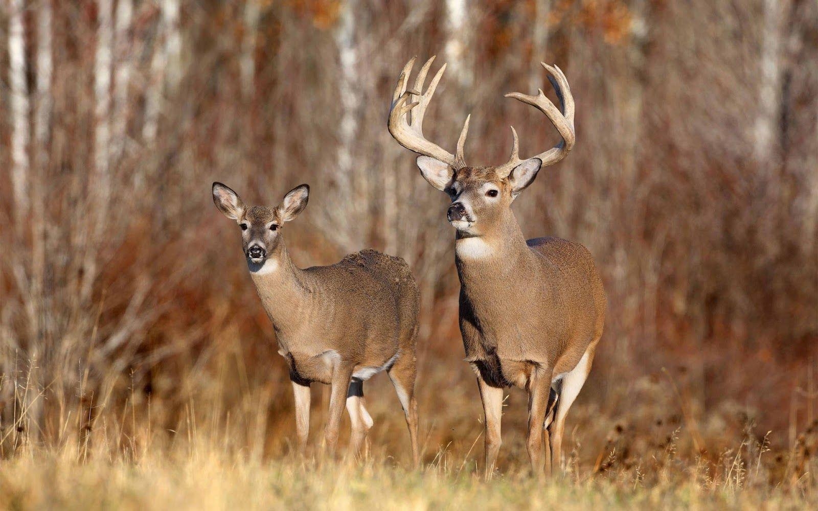 1600x1000 Whitetail Deer Desktop Themes. coolstyle wallpaper, Desktop