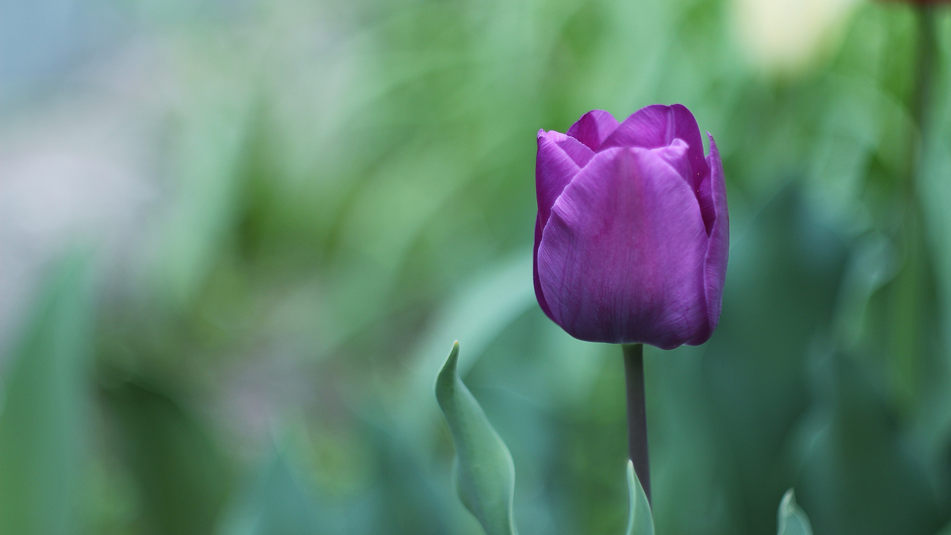 1920x1080 Purple Flower Wallpaper For Chromebook, Desktop