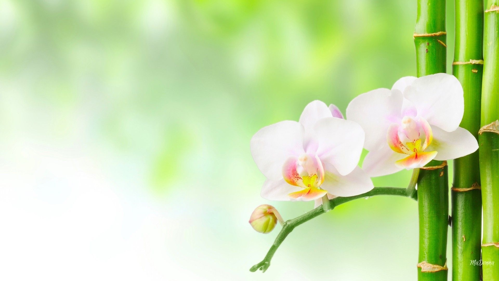 1920x1080 Spa Orchids Wallpaper Free Spa Orchids Background, Desktop