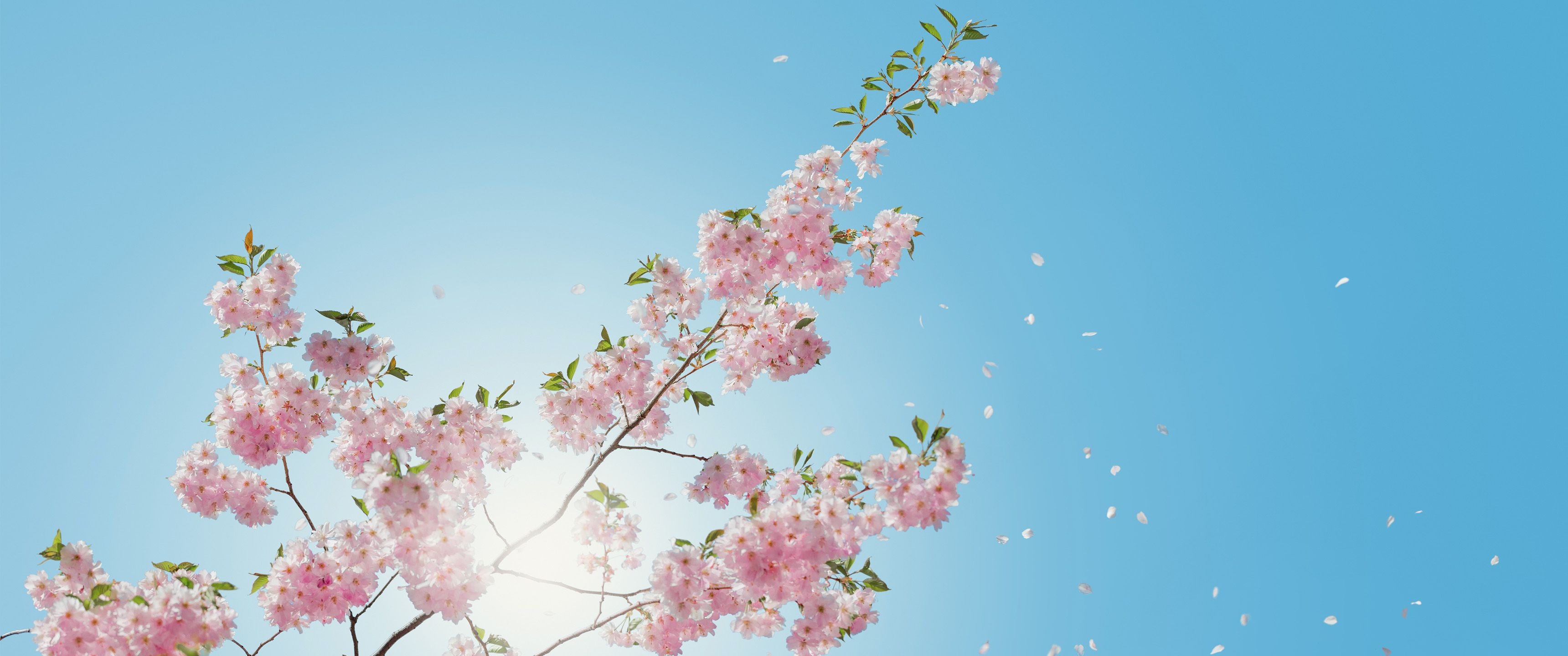 3440x1440 Cherry Blossom 21:9 Wallpaper. Ultrawide Monitor 21:9 Wallpaper, Dual Screen