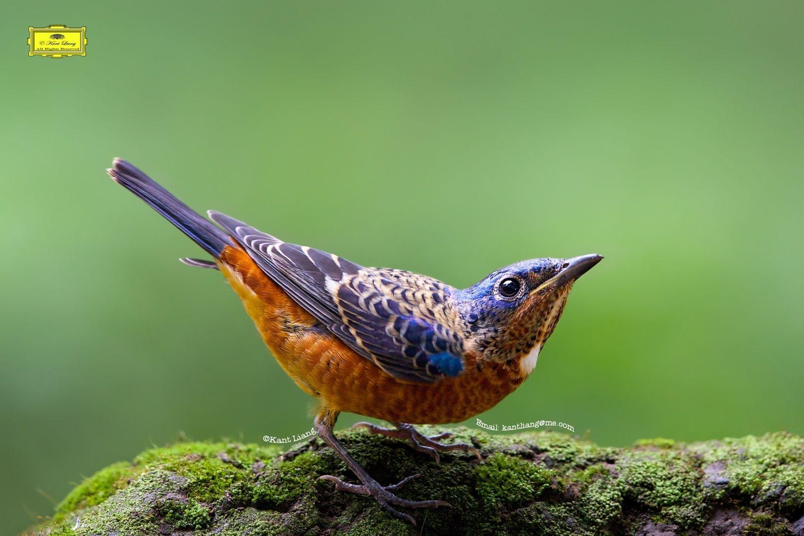 1600x1070 White Throated Rock Thrush. Birds & Thrushes, Desktop