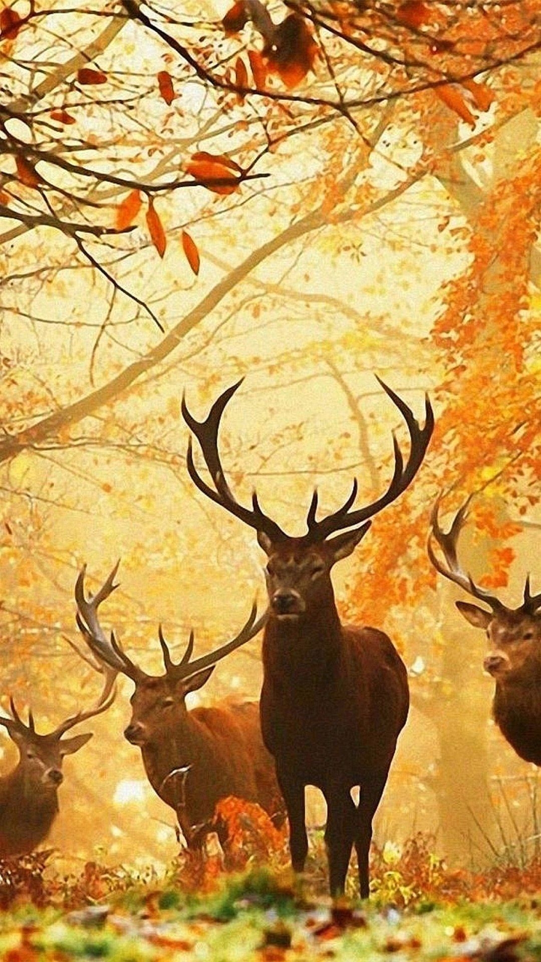 1080x1920 Hunting iPhone Wallpaper HD, Phone