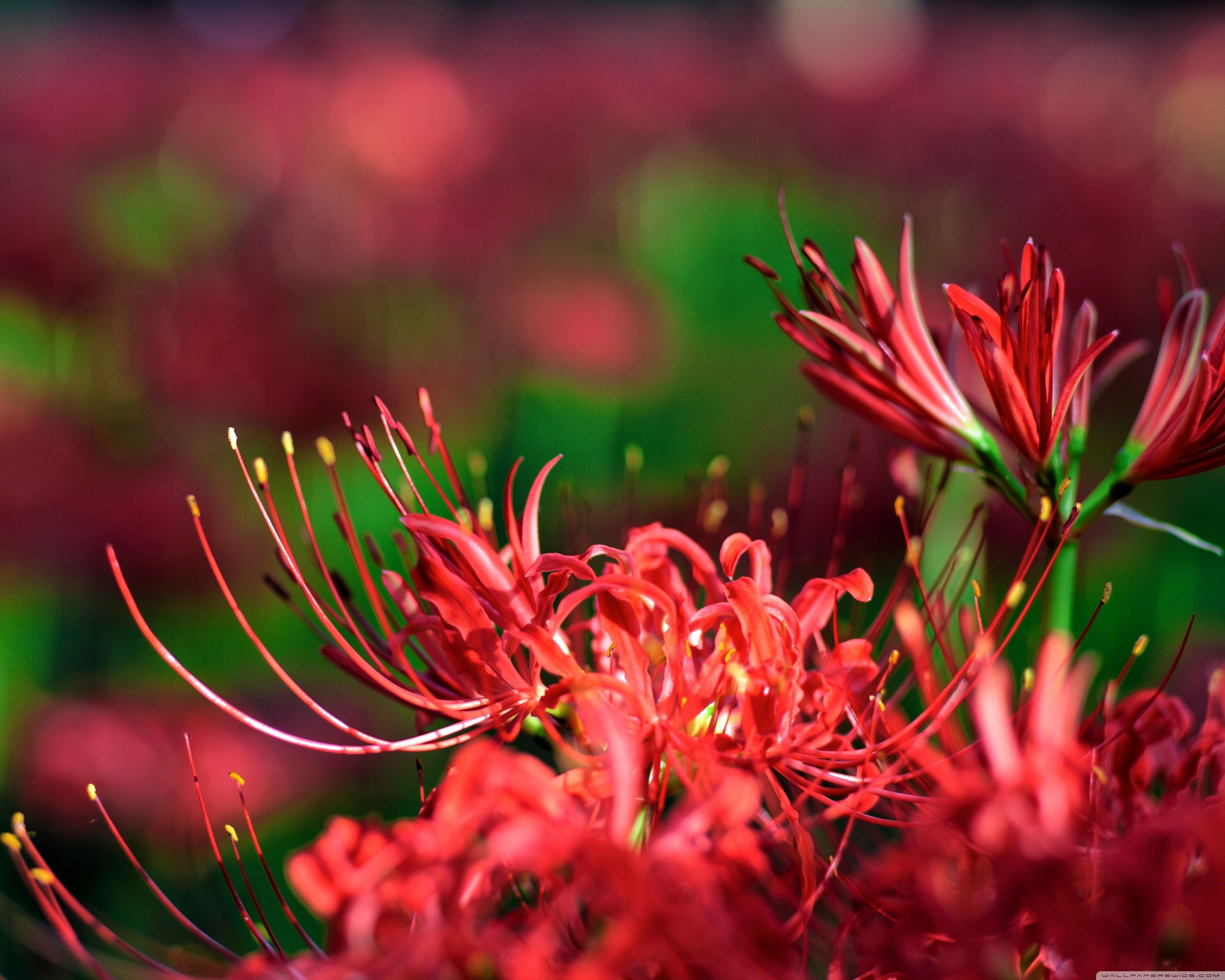 3750x3000 Red Spider Lily, Japan Ultra HD Desktop Background Wallpaper, Desktop