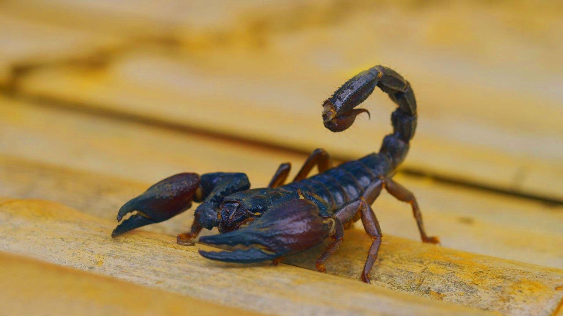 1920x1080 hd pics photo stunning attractive scorpion insects macro, Desktop