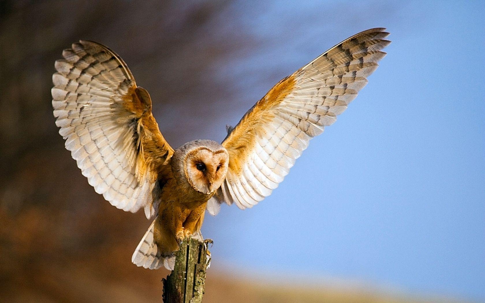 1680x1050 Barn owl Wallpaper and Backgroundx1050, Desktop