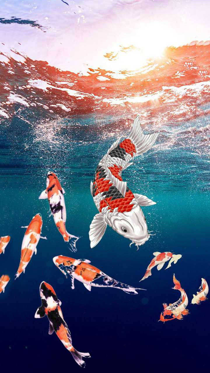 720x1280 Koi Fish iPhone Wallpaper, Phone