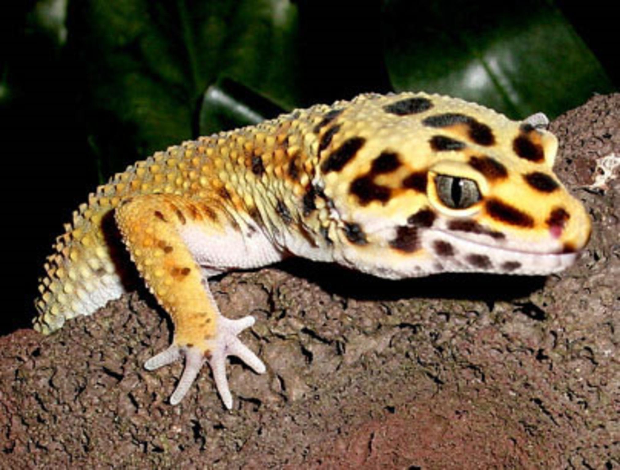 2030x1540 Gecko Wallpaper 8. Free Download HD Wallpaper 4k And Background, Desktop