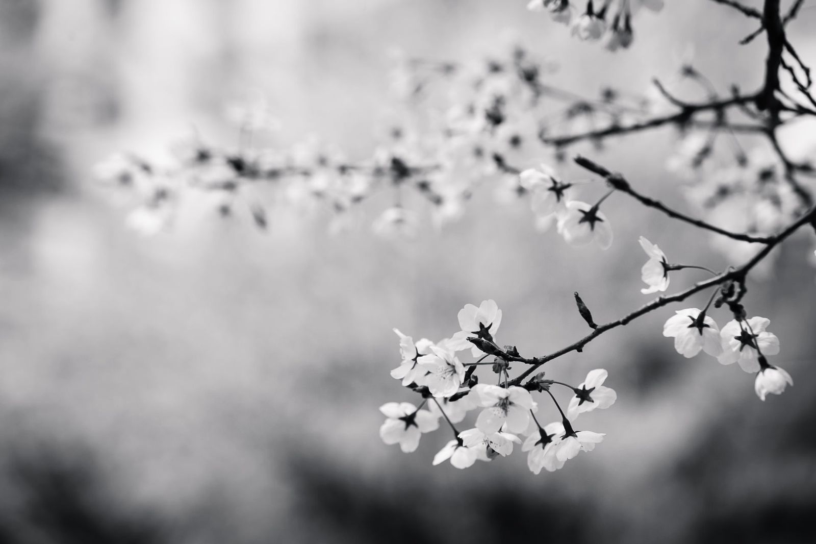 1600x1070 Black And White Flowers Wallpaper.com. Best High, Desktop