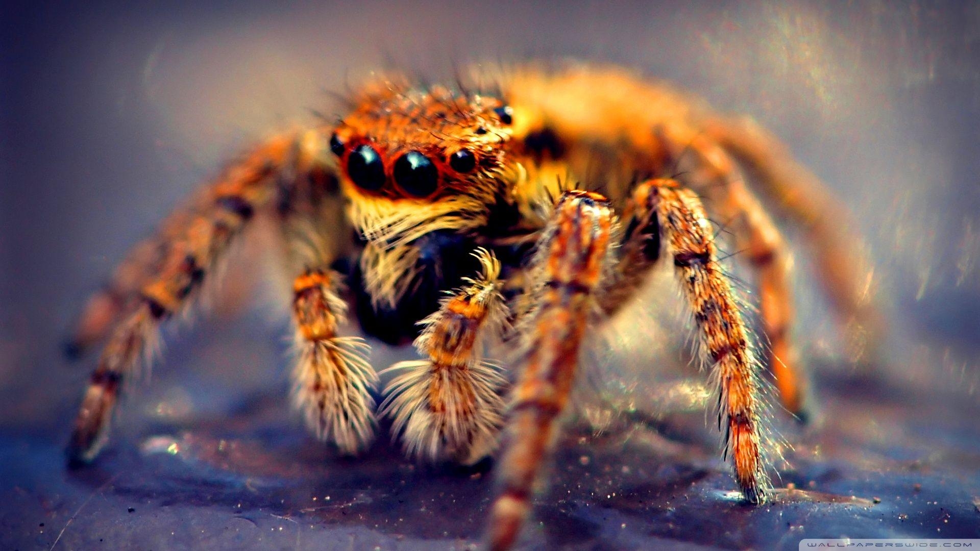 1920x1080 Spider Macro HD desktop wallpaper Widescreen High Definition. Spider, Animal wallpaper, Tarantula, Desktop