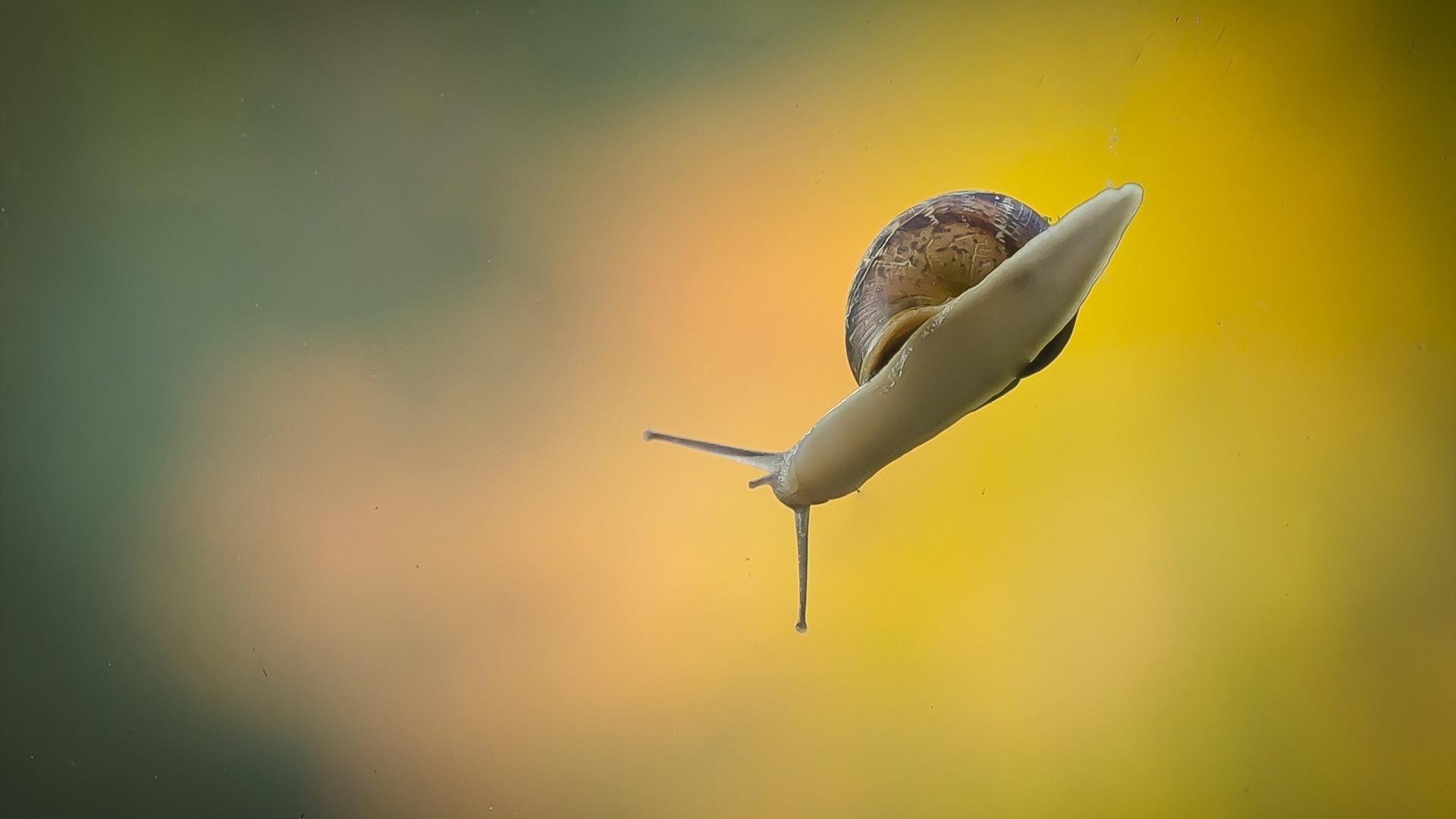 1920x1080 Animals snails blurred background gradient wallpaper, Desktop