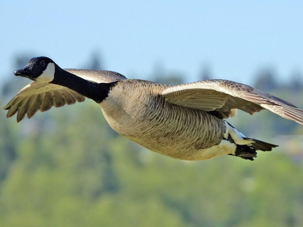 1030x770 Canadian Goose, Desktop