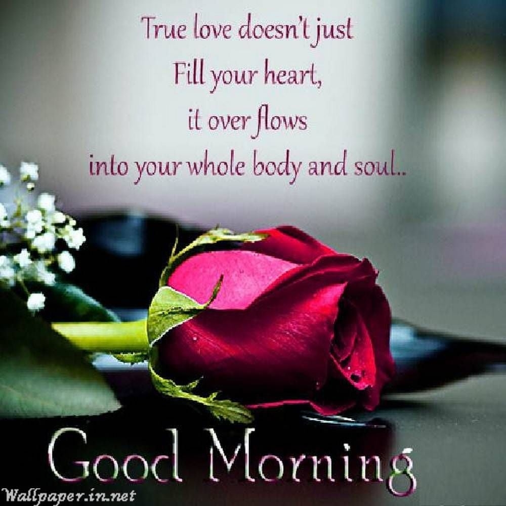 1000x1000 Good morning beautiful rose HD. Good morning quotes for him, Good morning love, Morning love quotes, Phone