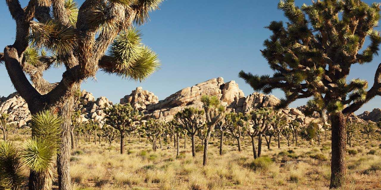 1280x640 Desktop Spotlight Joshua Tree National Park California On HD, Dual Screen