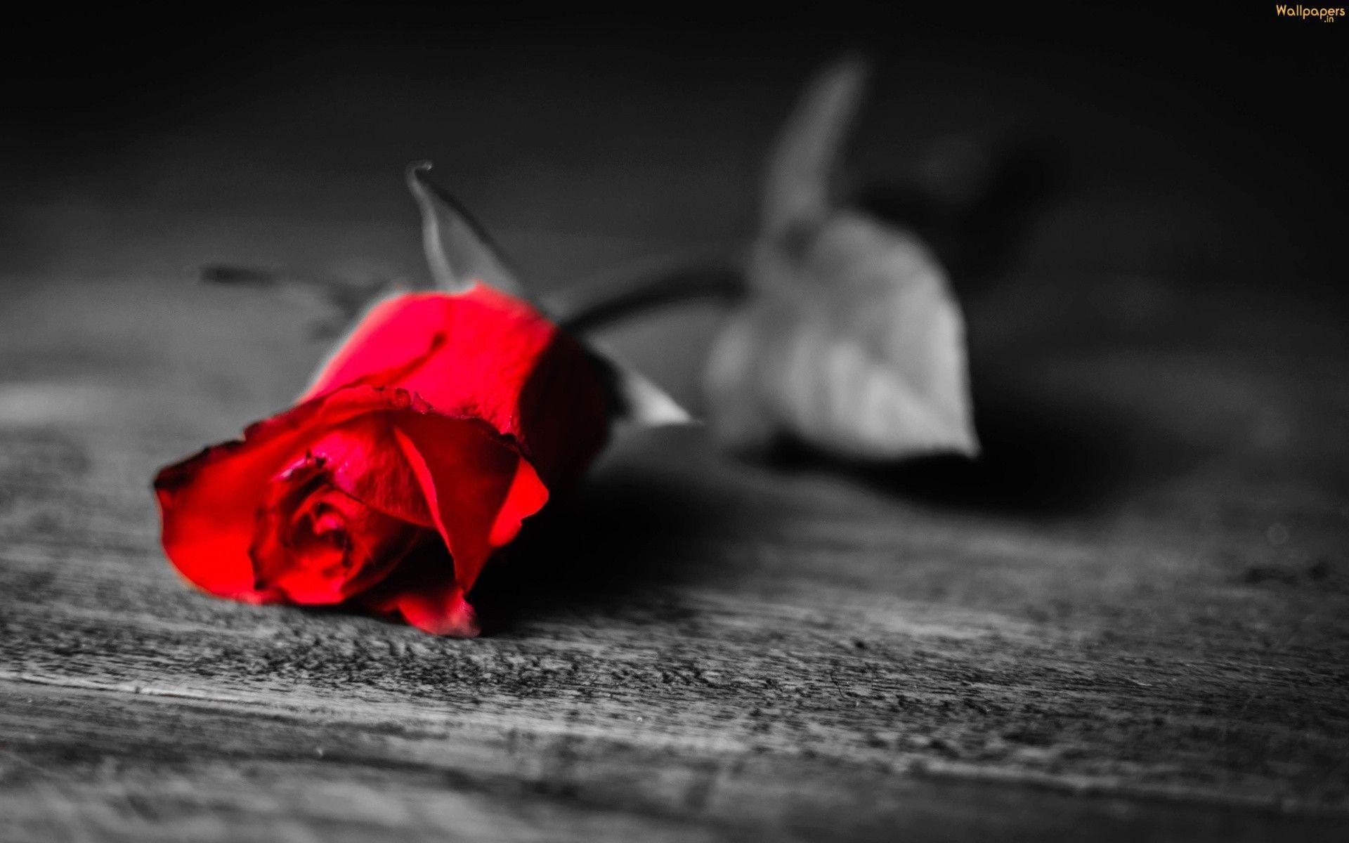 1920x1200 Most Downloaded Red Rose Wallpaper Full HD, Desktop