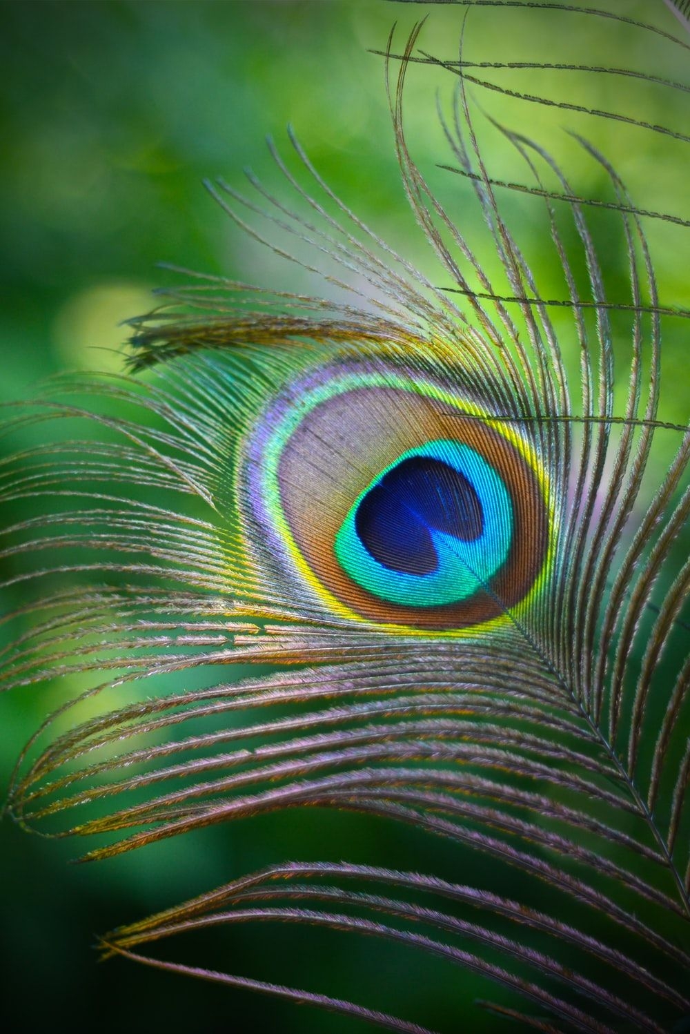 1000x1500 Peacock Feather Picture. Download Free Image, Phone