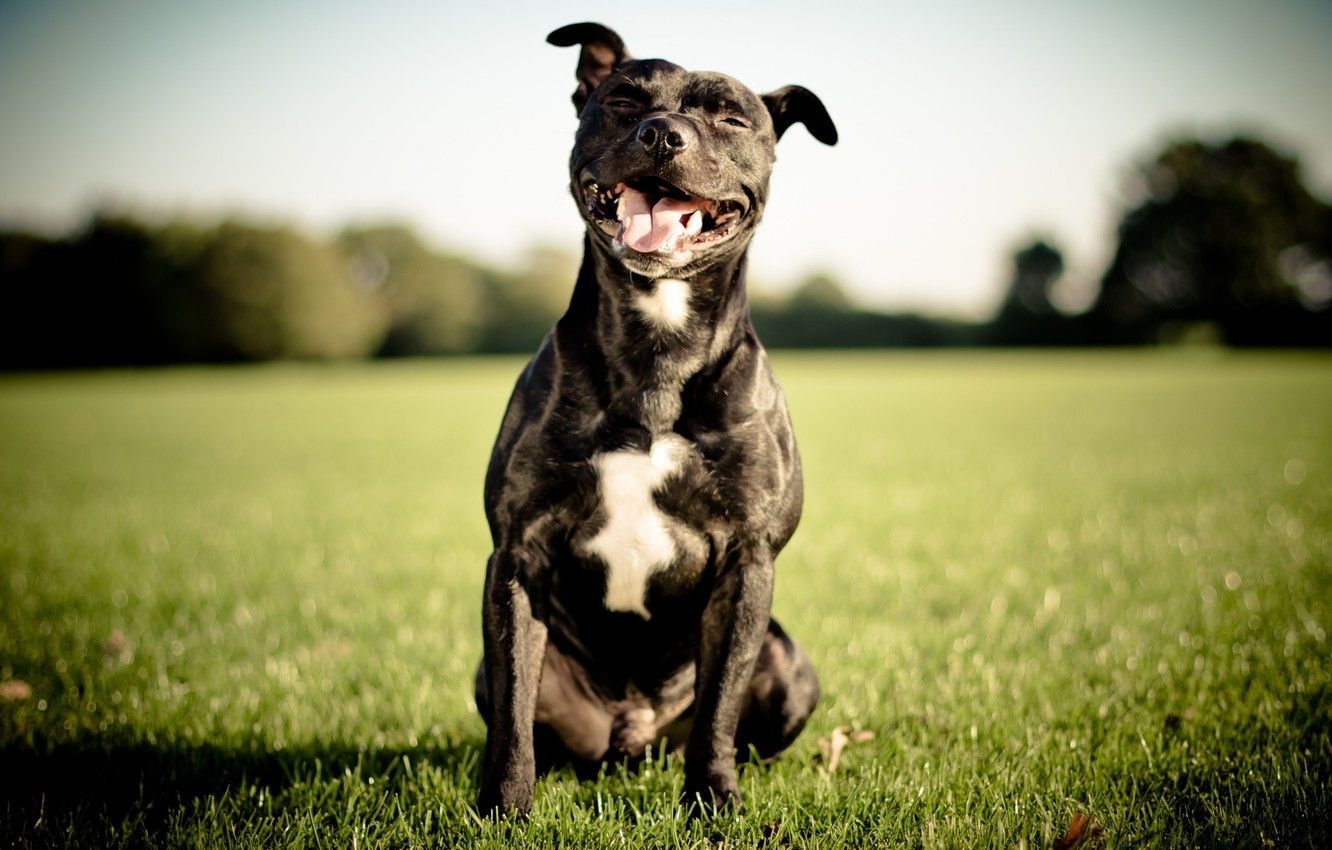 1340x850 Wallpaper smile, dog, English Staffordshire bull Terrier, Desktop