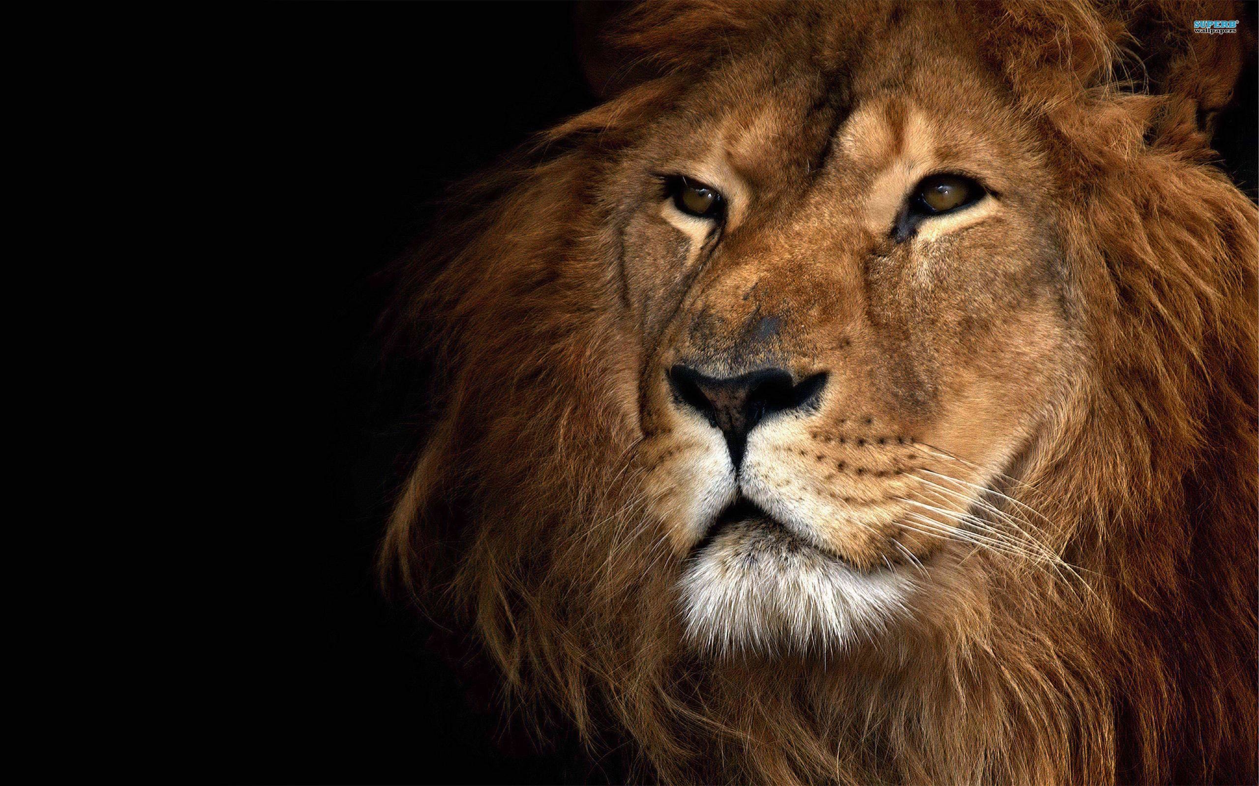 2560x1600 Lion Wallpaper Download Free · Air Force Wallpaper. Best Desktop, Desktop