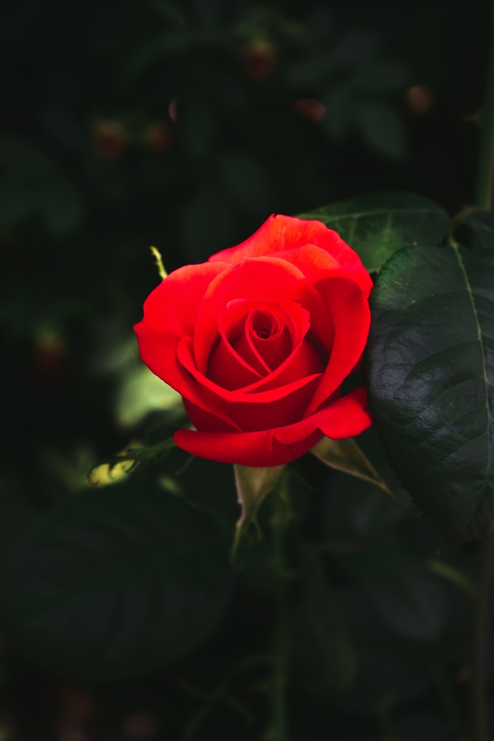 1000x1500 Red Rose Image [HQ]. Download Free Picture, Phone