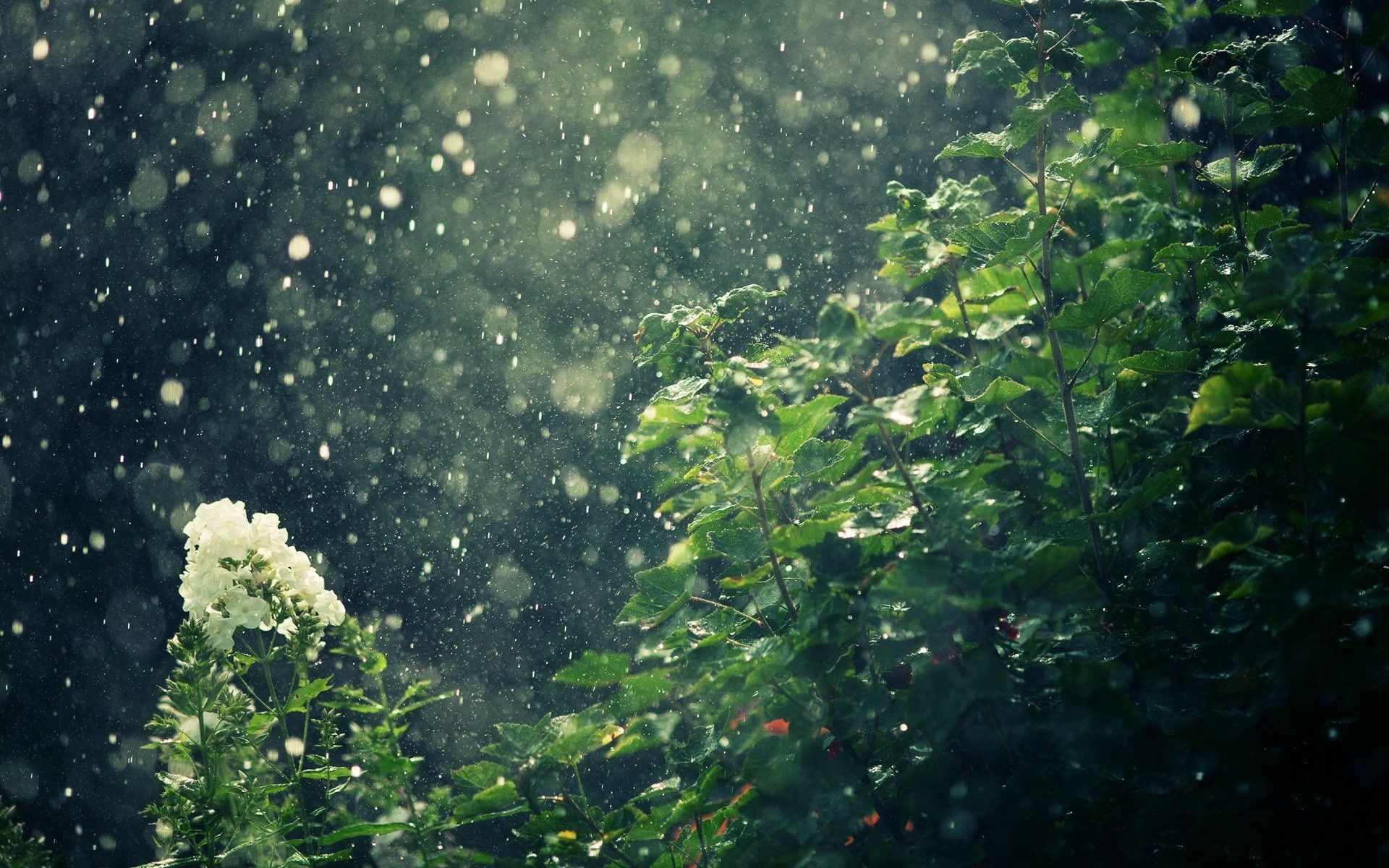 1920x1200 Nature Rain Wallpaper, Desktop