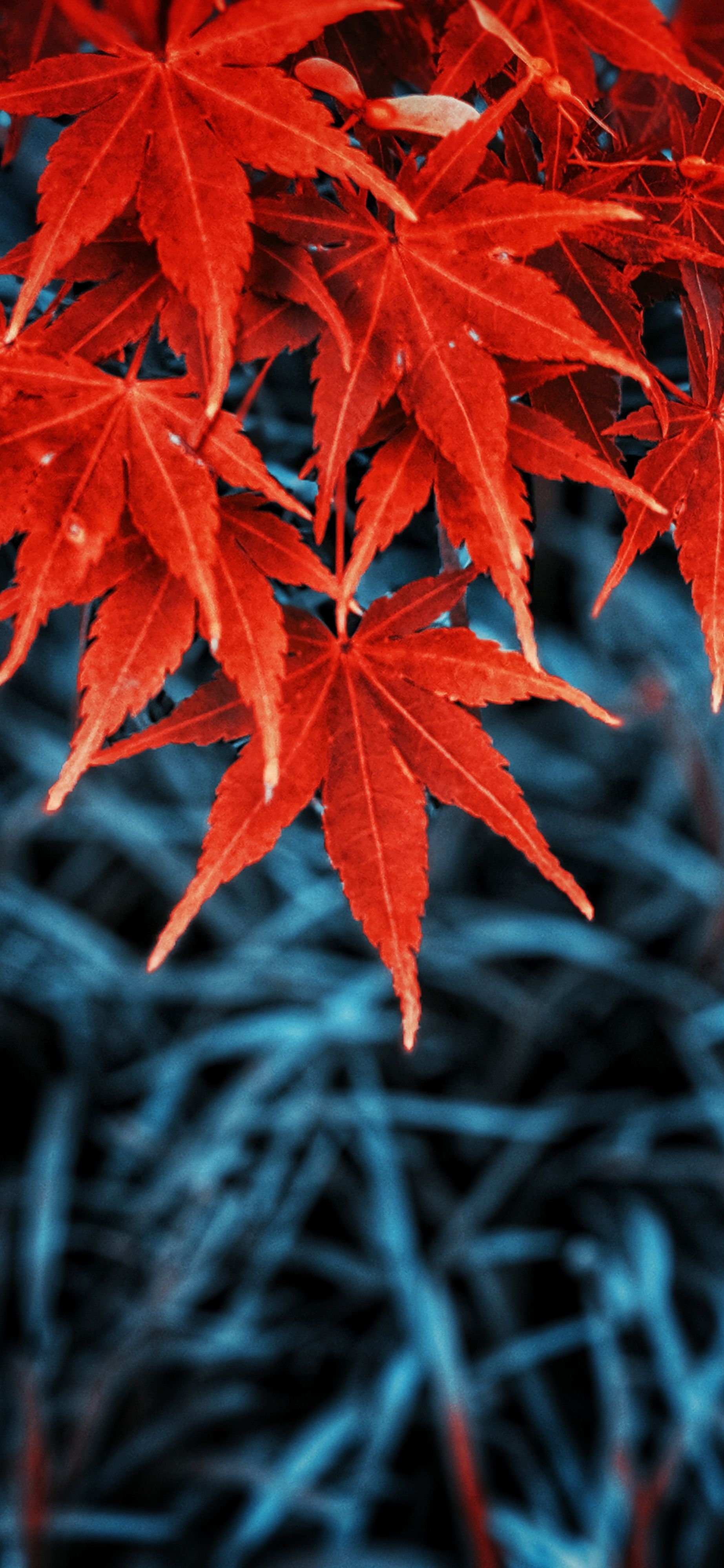 1850x4000 Fall colored autumn leaves wallpaper for iPhone, Phone