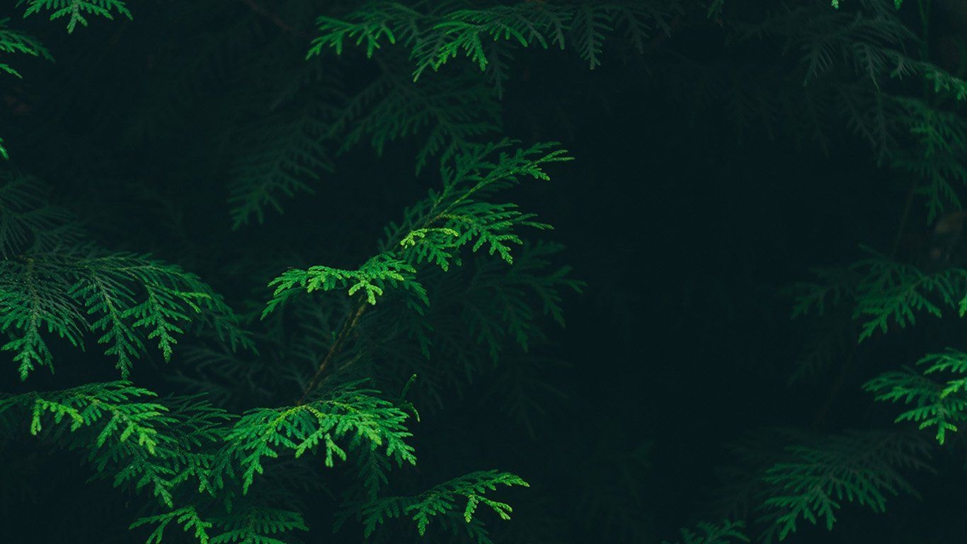 1370x770 Green Aesthetic Desktop Wallpaper, Desktop