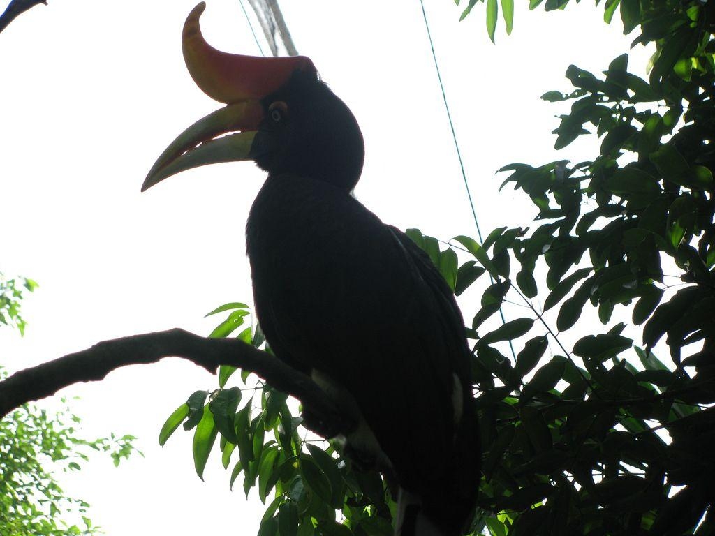 1030x770 Rhinoceros hornbill. The grand master of them all, the Rhin, Desktop