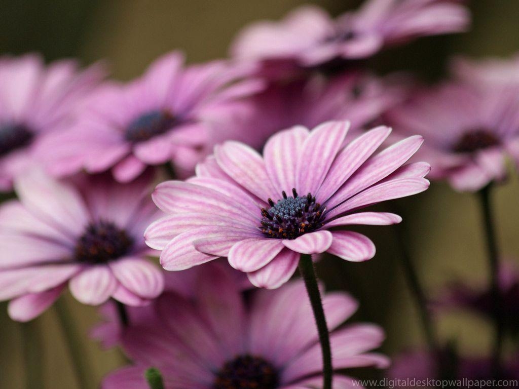 1030x770 purple flowers wallpaper free. walljpeg, Desktop