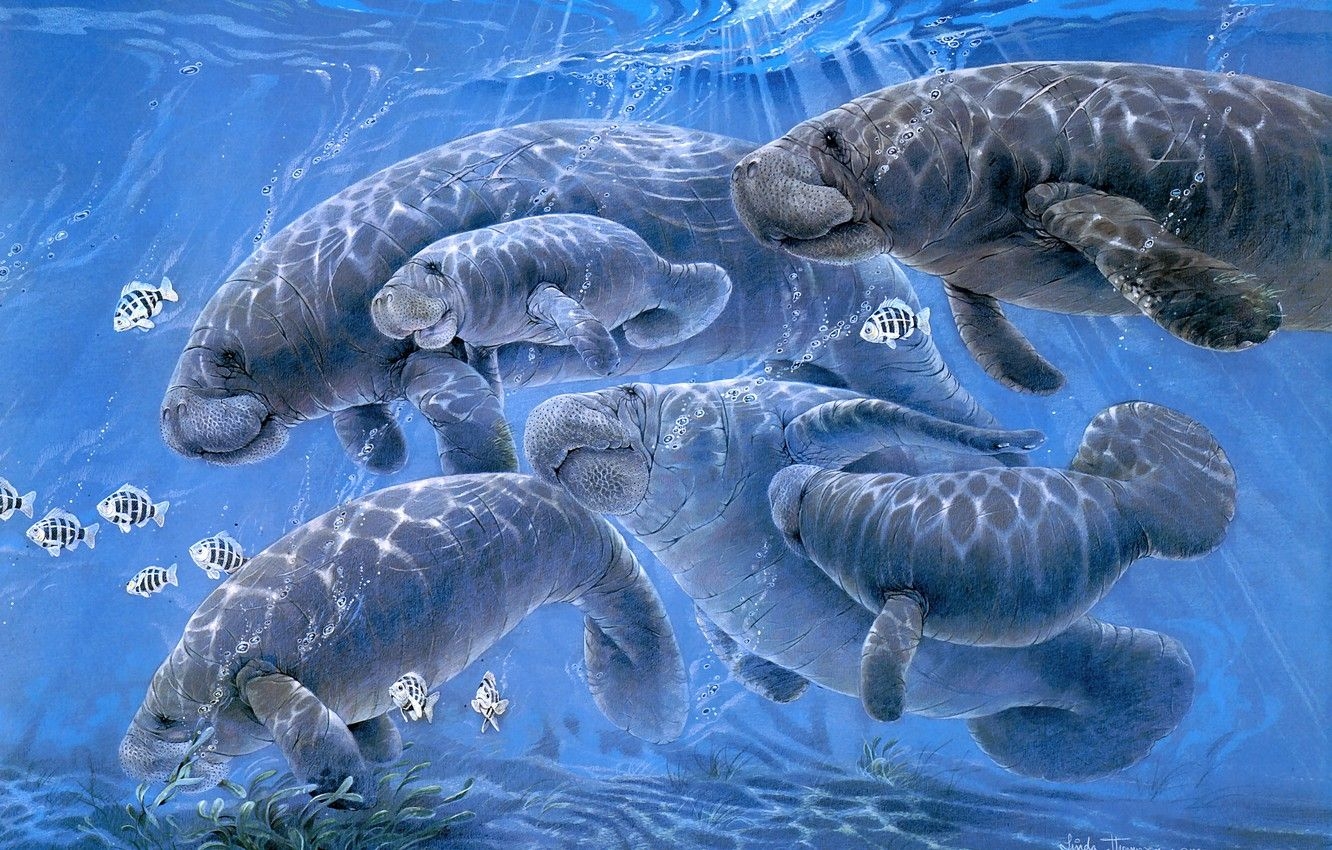 1340x850 Photo Wallpaper Sea, Water, Light, Fish, Nature, Pose, Desktop