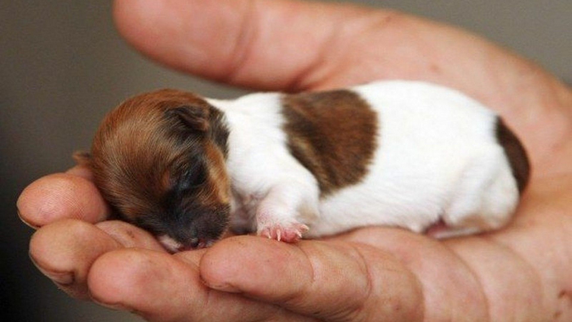 1920x1080 Best Puppy Wallpaper HD Live Wallpaper HD. Cute animals, Cute dogs, Cute baby animals, Desktop