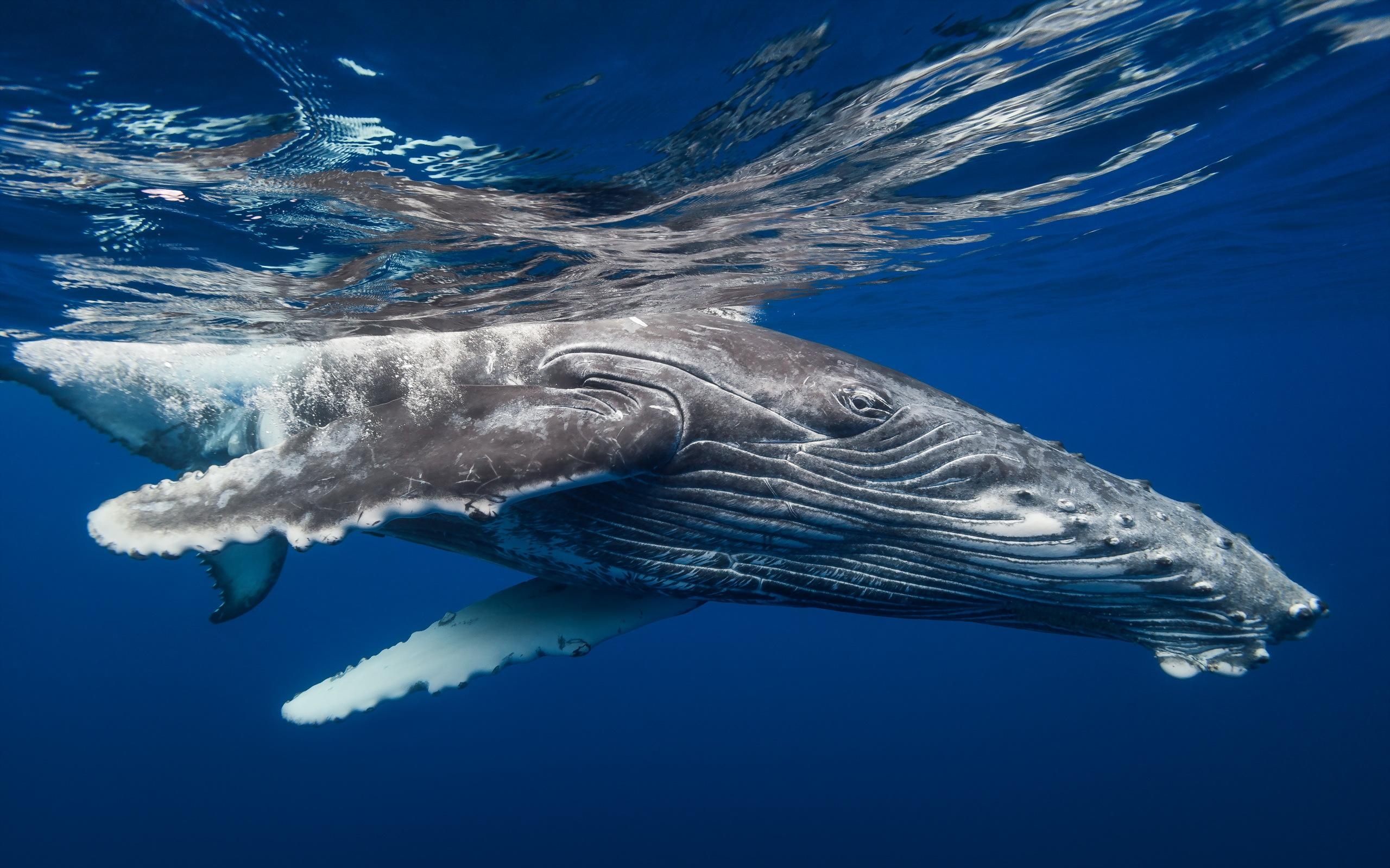 2560x1600 Humpback Whale HD Wallpaper. Background Imagex1600, Desktop