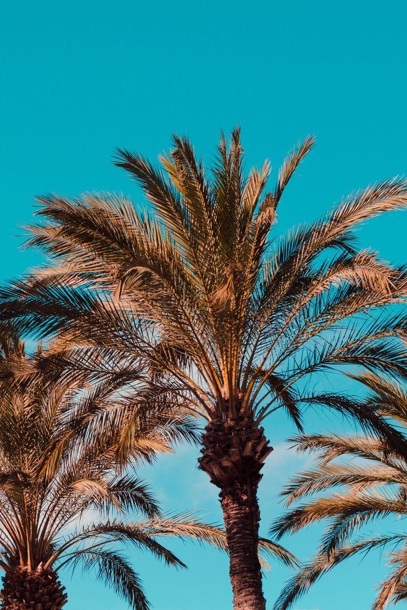 800x1200 Download Wallpaper  Palm Trees, Genoa, Italy Iphone 4s 4, Phone