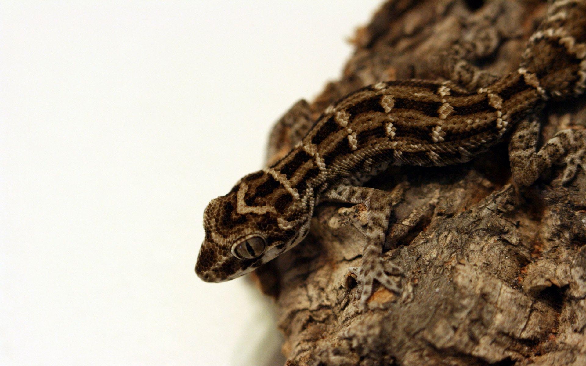 1920x1200 Viper Gecko Reptile Wallpaper Wallpaper Inn, Desktop