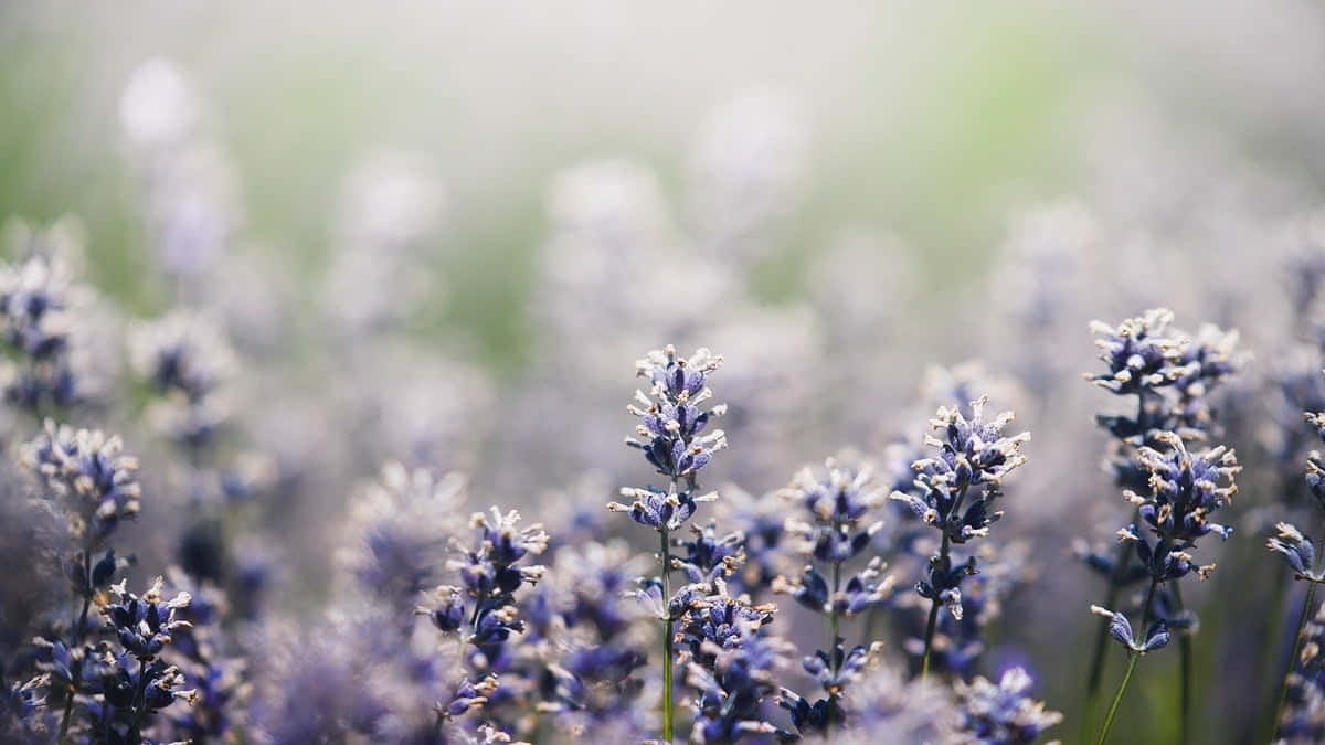 1200x680 Spring Aesthetic Desktop Wallpaper, Desktop
