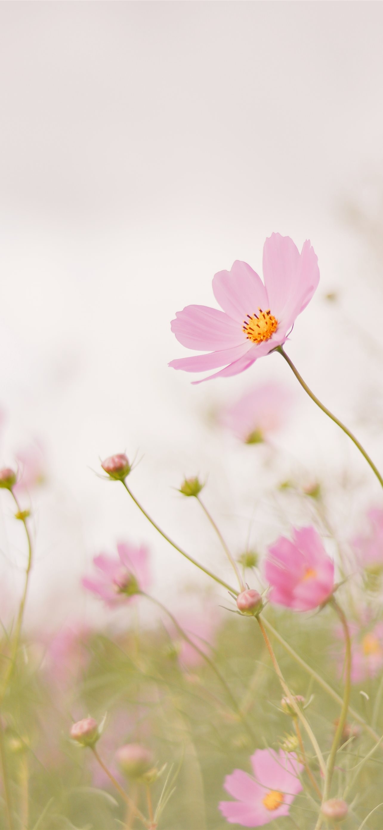 1290x2780 pink cosmos flower in bloom during daytime iPhone 12 Wallpaper Free Download, Phone