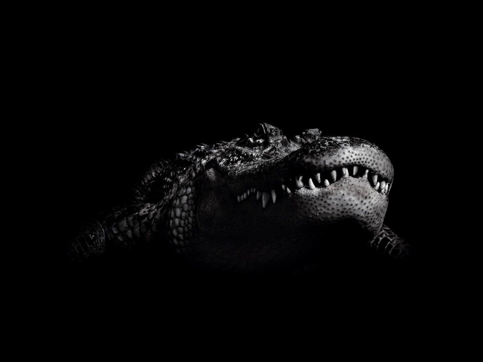 1600x1200 Crocodile Wallpaper 15 X 1200, Desktop