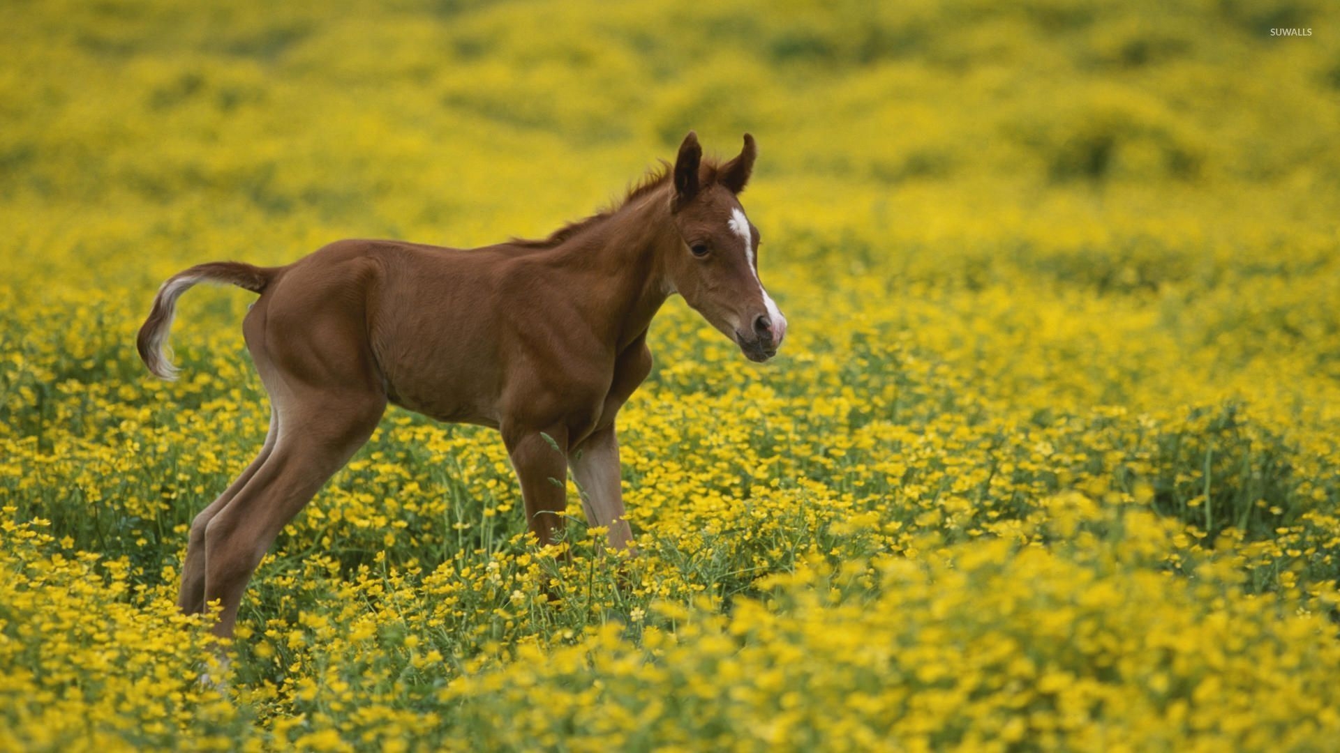 1920x1080 Foal on a yellow field wallpaper wallpaper, Desktop