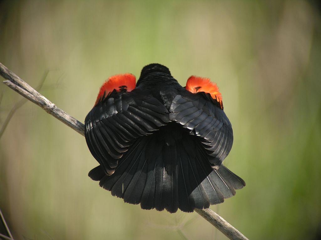 1030x770 Red Winged Blackbird (gubernator Ssp), Desktop