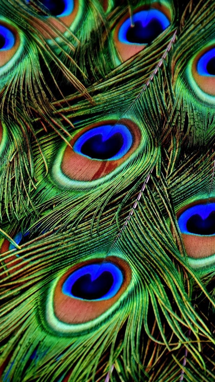 720x1280 Peacock, feathers, colorful, plumage,  wallpaper. Feather wallpaper, Peacock wallpaper, Peacock feathers, Phone