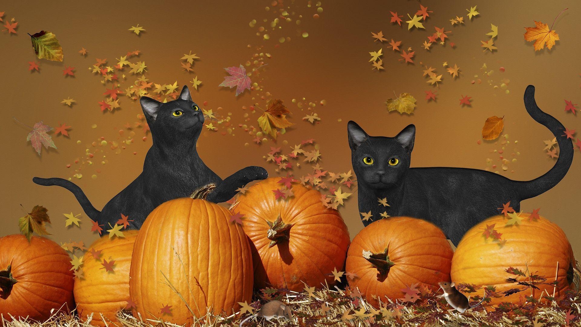 1920x1080 Halloween Cat Desktop Wallpaper Free Halloween Cat Desktop Background, Desktop