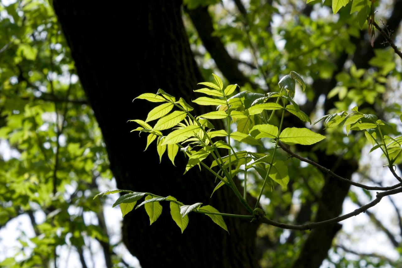 1280x860 Ash Tree Planting and Growing Guide, Desktop