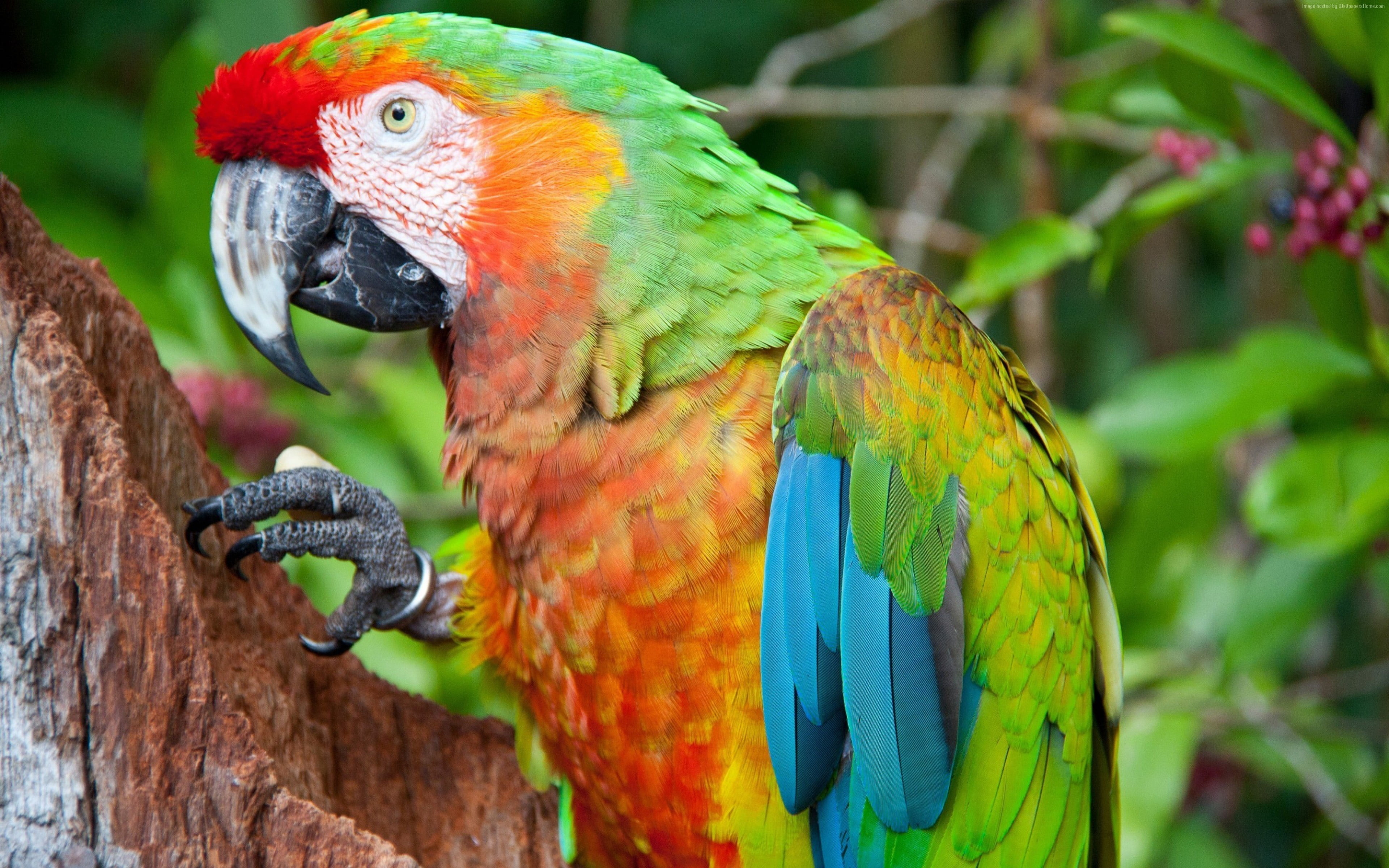 3840x2400 Green Red Macaw Wallpaper 4 X 2400, Desktop